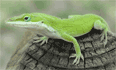 Lézard
