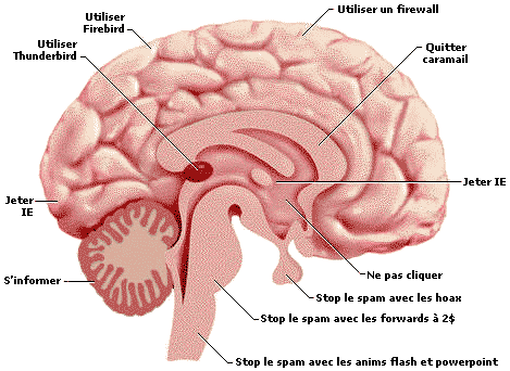 Brain