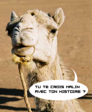 Chameau