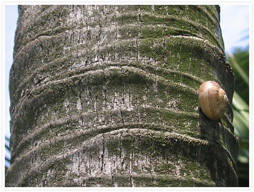 Escargot