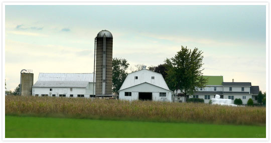 Amish Farm