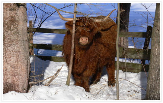 Vache angora